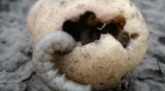 Krompirjevim krompir in metode, ki se ukvarjajo z njim